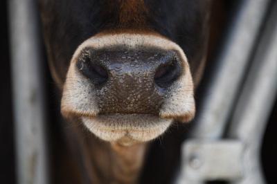 Ферму в Захаровском районе оштрафовали за производство опасного молока