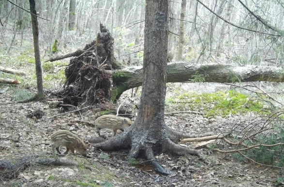 В Окском заповеднике начался сезон мохнатых малышей
