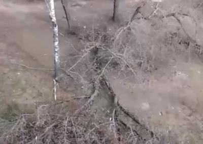 Рязанцы пожаловались на упавшие деревья, которые не могут вывезти с зимы