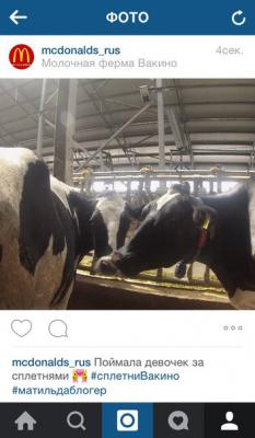 Корова-блогер, продвигающая McDonald's, проживает на ферме «Вакинское Агро» под Рязанью