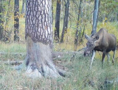 Фотоловушки в Окском заповеднике показали, как разминулись волк и его потенциальная еда