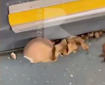 В одной из маршруток Рязани сняли проросшие грибы