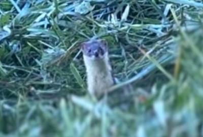 В центре Рязани заметили любопытную ласку