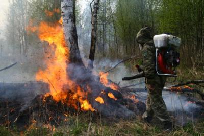 Олег Ковалёв утвердил сводный план тушения лесных пожаров в регионе