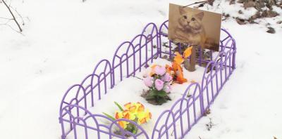 В Рыбновском районе лесополоса превратилась в кладбище домашних животных