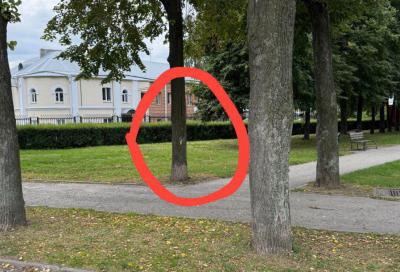 Рязанцы пожаловались на шершней у памятника Сергею Есенину