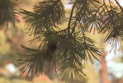 В рязанских лесах высадят порядка миллиона сеянцев сосны