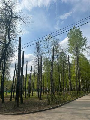 Тополя в парке Гагарина в Рязани после топинговой обрезки так и не расцвели