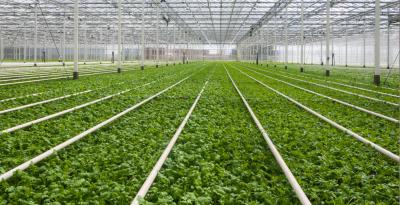Россельхозбанк: К 2030 году жители городов России будут съедать в среднем 12 килограммов свежей зелени в год
