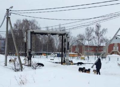 Жителей села Поляны терроризирует стая бродячих собак