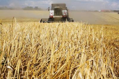 Рязанские хлеборобы намолотили первые 100 тысяч тонн зерна нового урожая