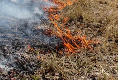 За четыре дня в лесах Рязанской области обнаружено 4 очага возгорания