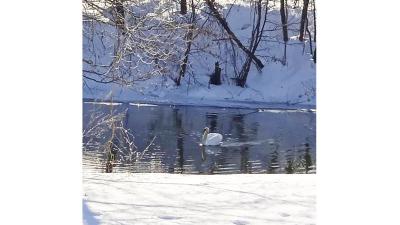 На реке Вёрда в Сараях заприметили лебедя
