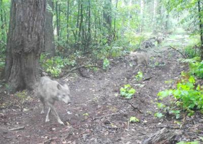 В Окском заповеднике сняли энергичную стаю волков