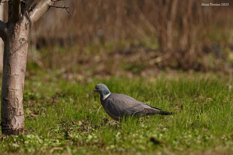 В Рязани заметили воркующих вяхирей