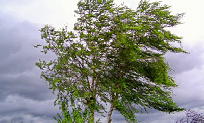 Рязанцев предупредили о сильном юго-западном ветре