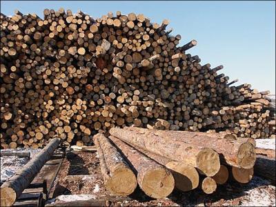 Повышены ставки платы за приобретение древесины в Рязанском регионе