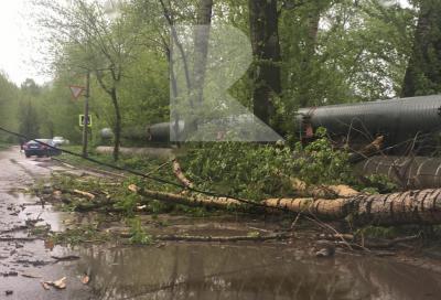На улице Чернышевского в Рязани упавшее дерево оборвало провода ЛЭП