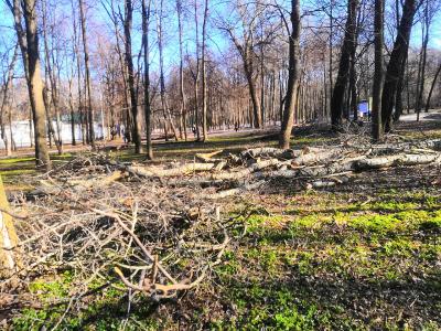 Мэрия Рязани прокомментировала вырубку деревьев в ЦПКиО