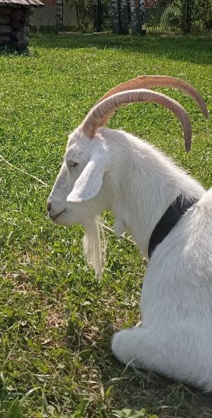 Поголовье рязанских овец и коз сократилось на 59%