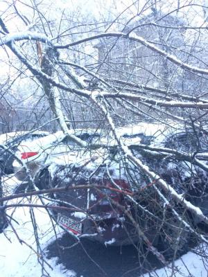 Снегопад стал причиной падения деревьев в Рязани и области