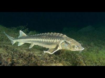 В Рязани может появиться новый рыбзавод
