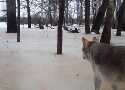 В Окском заповеднике последствия зимнего паводка озадачили волков