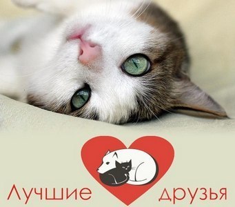 Сергей Карабасов передал лекарства для бездомных животных в Рязани