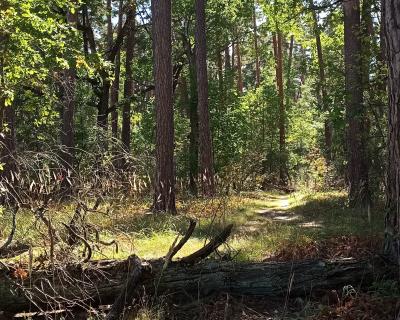 Рязанцам пообещали тëплое воскресенье