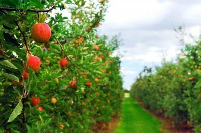 Старожиловские яблоневые сады реанимируют