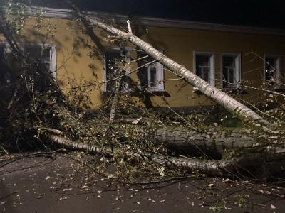 В Дягилево на дорогу упало дерево