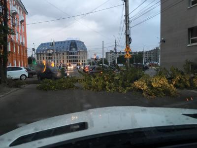 На улице Типанова в Рязани упало дерево
