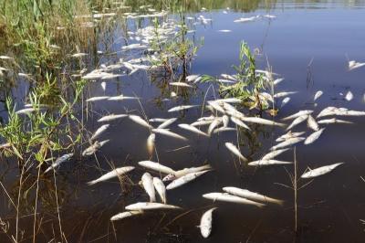 Прокуратура Шиловского района возбудила уголовное дело по факту массовой гибели рыбы в реке Пара