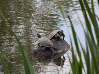 В Черезовских прудах Рязани выжили черепахи