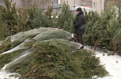 Рязанцы заметили рост цен на ели и пихты