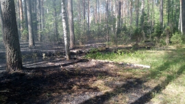 Лесной пожар в Касимовском районе ликвидирован