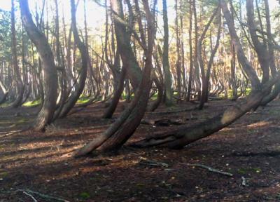 Пьяный лес в Рязанской области назван самым мистическим местом России