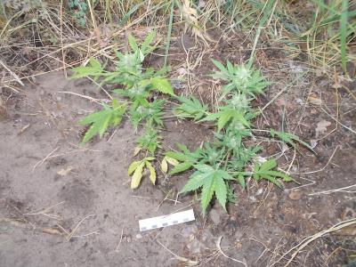 Дикая конопля в лесу мазар сорт марихуаны