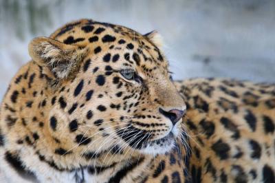 Специалисты мобильного сервиса ежедневно преодолевают расстояние, сопоставимое с дневным маршрутом леопарда