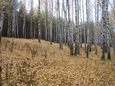 Шиловские школьники узнали о становлении лесного хозяйства на Руси