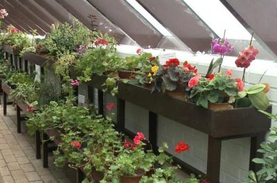 В оранжерее музея-заповедника Сергея Есенина выращивают мандарины и апельсины