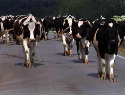 Водителей предупредили о перегоне скота на перекрёстке под Рязанью