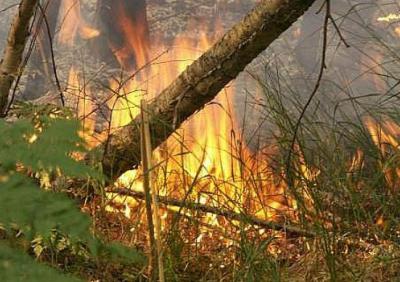 В Ермишинском районе загорелся лес