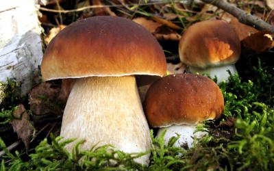 В Путятинском районе дважды за сутки находили пропавших грибников