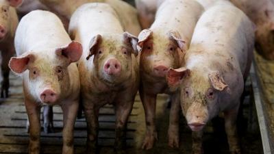 В Рязанской области установлен запрет на ввоз живых свиней из Тульской и Калужской областей
