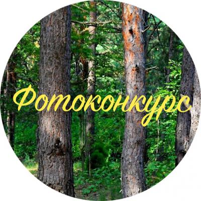 Объявлен конкурс на лучшую фотографию рязанских лесов