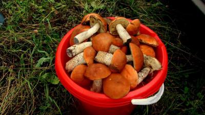 Житель Кораблинского района собрал в лесу восемь ведер грибов