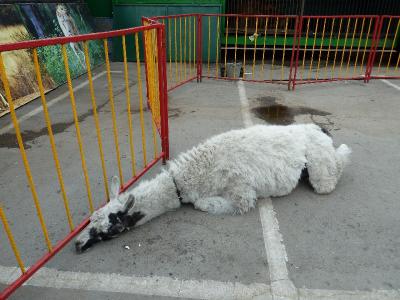 Передвижной зоопарк «Ноев Ковчег» оштрафовали на три тысячи рублей