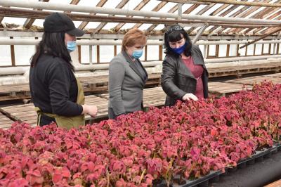 За лето в Рязани хотят высадить 400 тысяч цветов