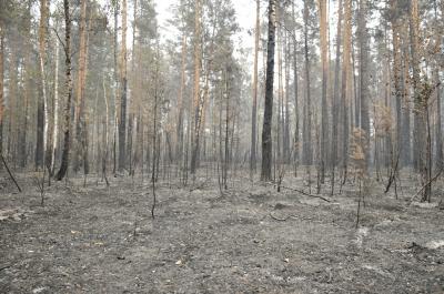 В Ермишинском районе ликвидировали лесной пожар